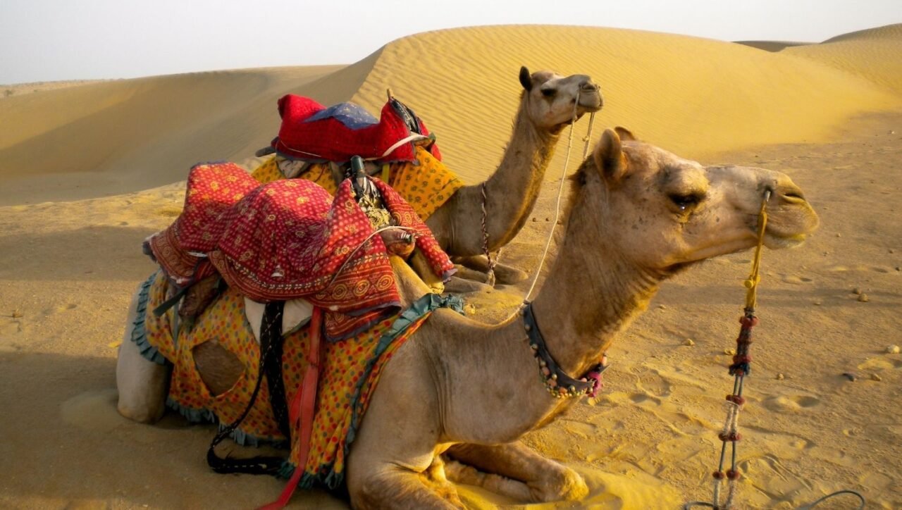 Camel Ride